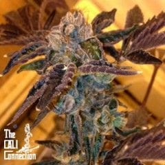 LA Cookies Feminised Seeds - 6-CC-034-F6