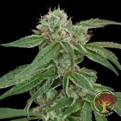 Crockett's Confidential Regular Seeds - 12-DNA-CFF-002