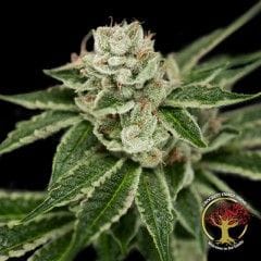 Crockett's Dawg Regular Seeds - 12-DNA-CFF-003