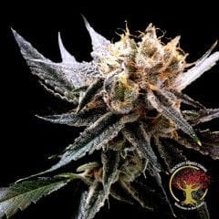 Crockett's Sour Tangie Regular Seeds - 12-DNA-CFF-007