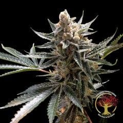 Crockett's Tangie Regular Seeds - 12-DNA-CFF-008