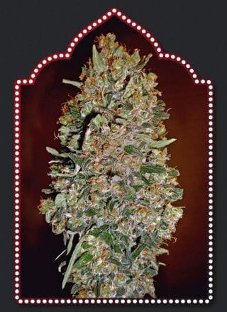 Automatik Collection #1 Auto феминизирани семена - 6-00S-MIX-AUTO1-FEM