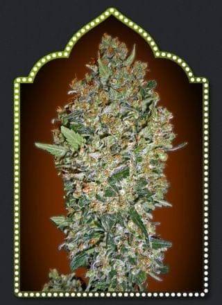 Female Collection #1 Feminised Seeds - 6-00S-FEM-MIX1