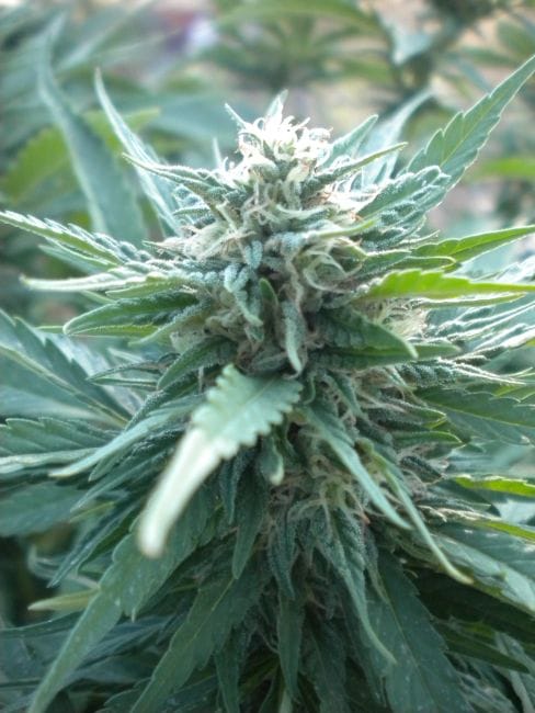 AK48 Auto Feminisiert Samen - 5-NV-AK48-AUTO
