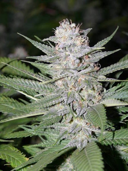 Blueberry Hashplant Regular Seeds - 11-BODH-BLHSH-REG