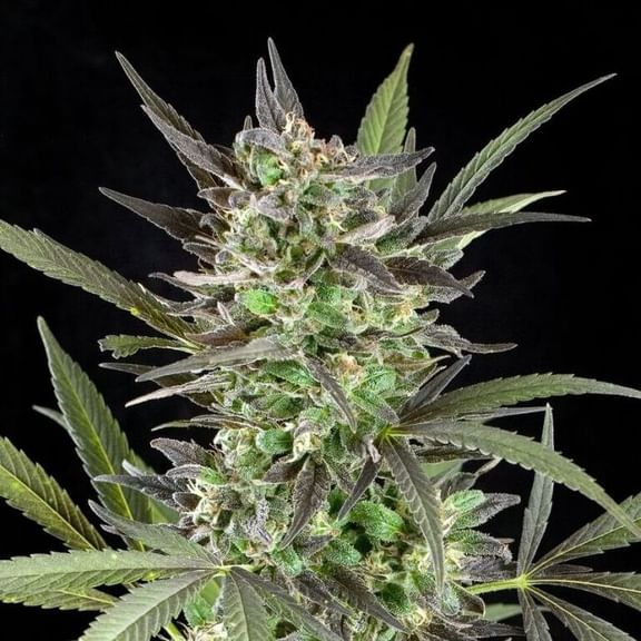 Blue Venom Feminised Seeds - 5-G13L-BLVN-FEM-5