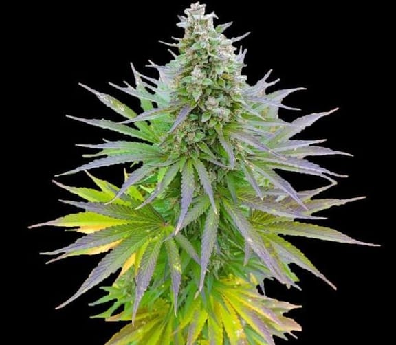 Blueberry Gum Feminised Seeds - 5-G13L-BLGM-FEM-5