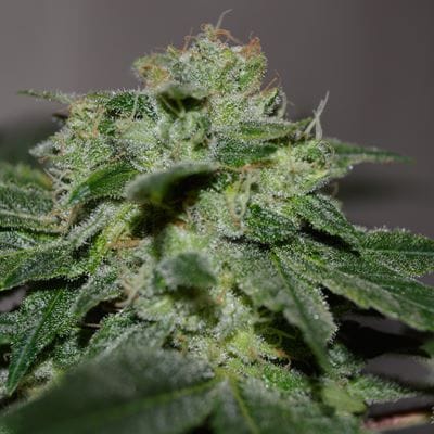 Chocolate Heaven Feminised Seeds - 5-G13L-CHHEA-FEM-5