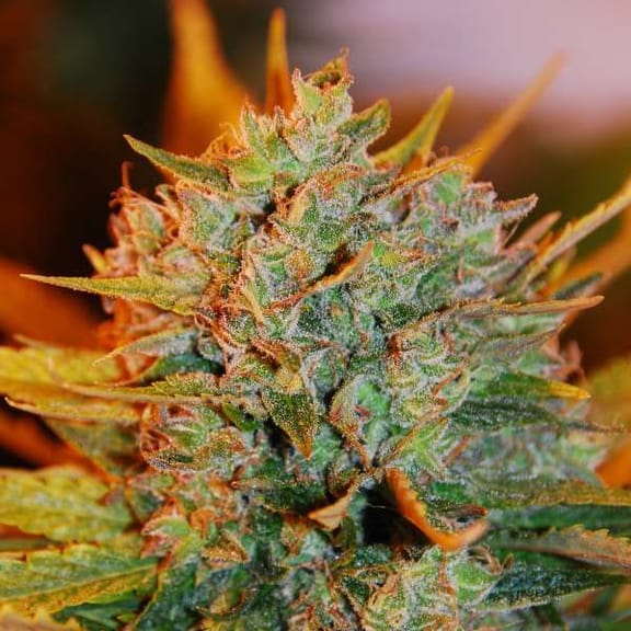 Gigabud Feminised Seeds - 5-G13L-GBUD-FEM-5
