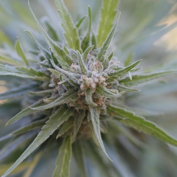 Midnight Kush Feminised Seeds - 5-G13L-MKSH-FEM-5