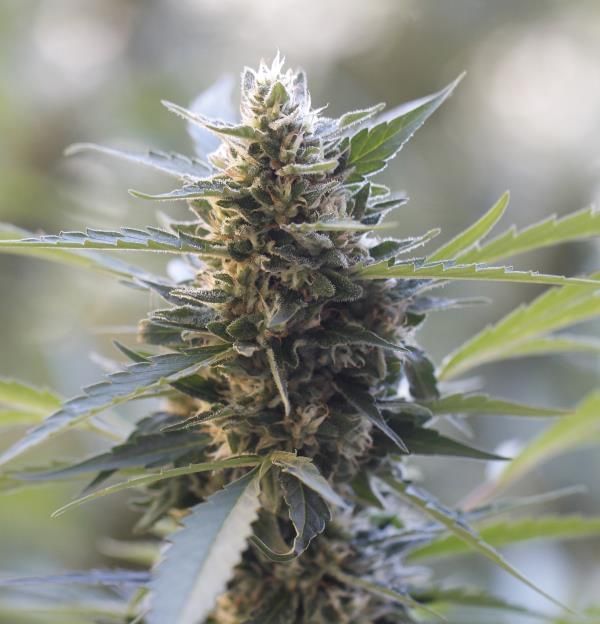 CANNABIS LADIES - siiilon  サーマル CANNABIS LADIES - siiilon サーマル トップス 花柄の通販 by