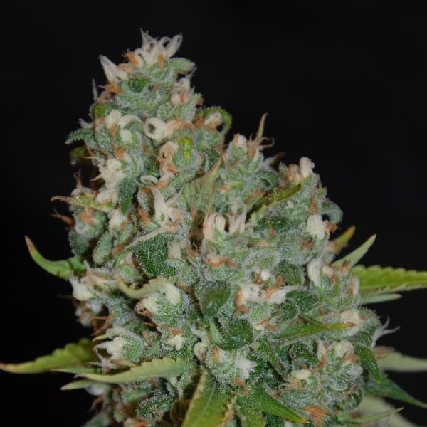 OG13 Feminised Seeds - 5-G13L-OG13-FEM-5