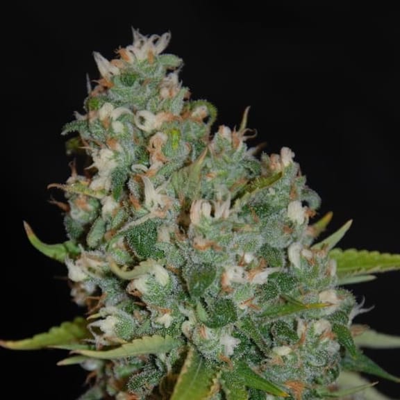 OG13 Feminised Seeds - 5-G13L-OG13-FEM-5