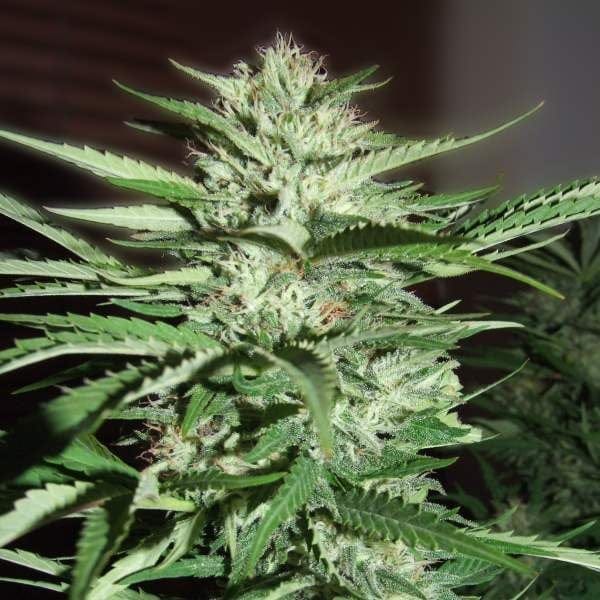 Pineapple Express Feminised Seeds - 5-G13L-PNEX1-FEM-5