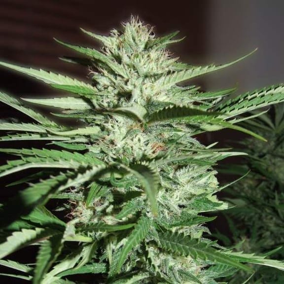 Pineapple Express Feminised Seeds - 5-G13L-PNEX1-FEM-5