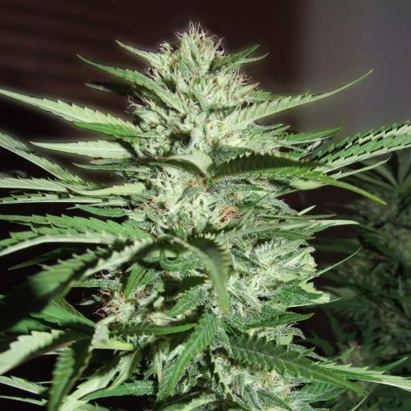 Pineapple Express Feminisiert Samen - 5-G13L-PNEX1-FEM-5