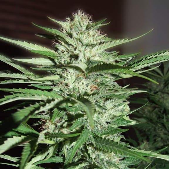 Pineapple Express Feminized Seeds - 5-G13L-PNEX1-FEM-5