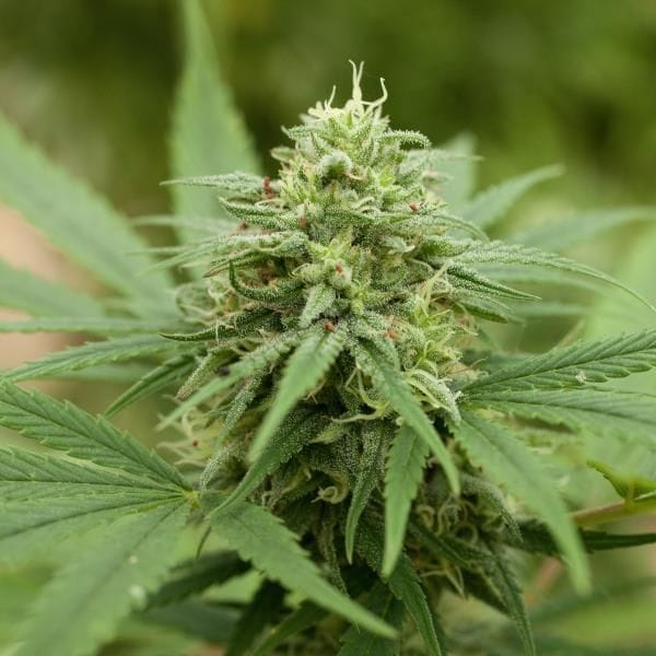 Pineapple Express #2 Feminised Seeds - 5-G13L-PNEX2-FEM-5