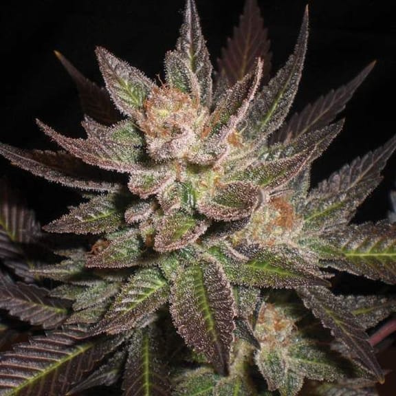 Purple Haze Feminised Seeds - 5-G13L-PPHZ-FEM-5