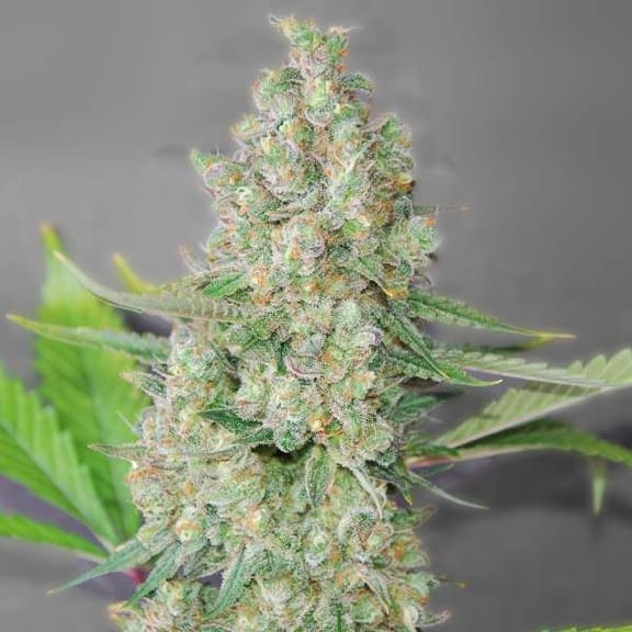 Super Skunk Feminised Seeds - 5-G13L-SSKUN-FEM-5