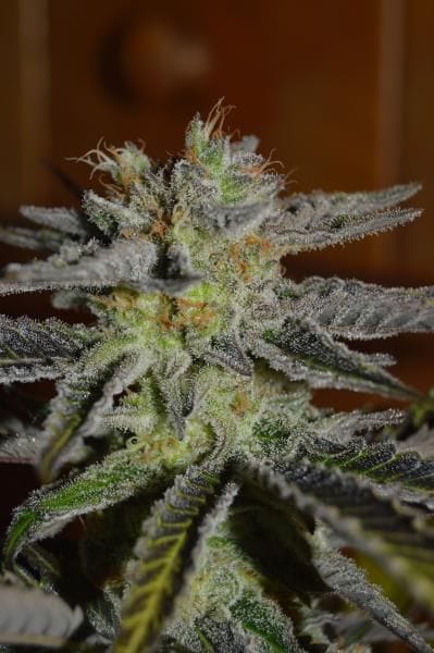 Double Black Feminised Seeds - 5-G13L-DOBL-FEM-5