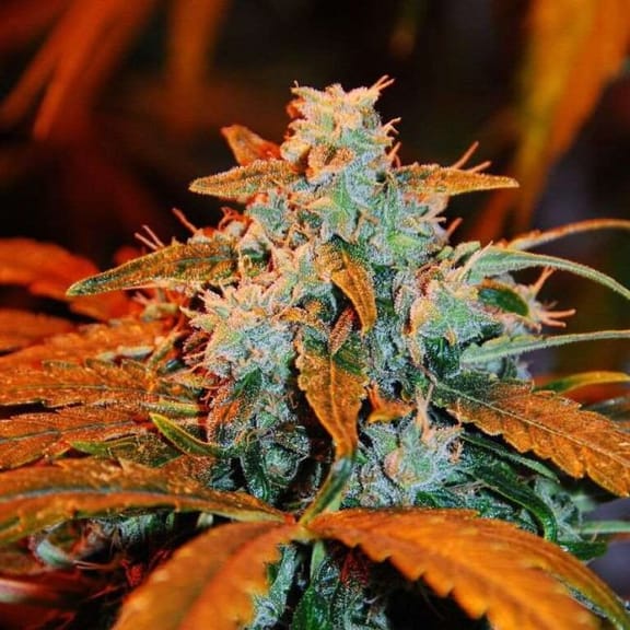 Berry Auto Feminised Seeds - 5-G13L-AUBL-FEM-5