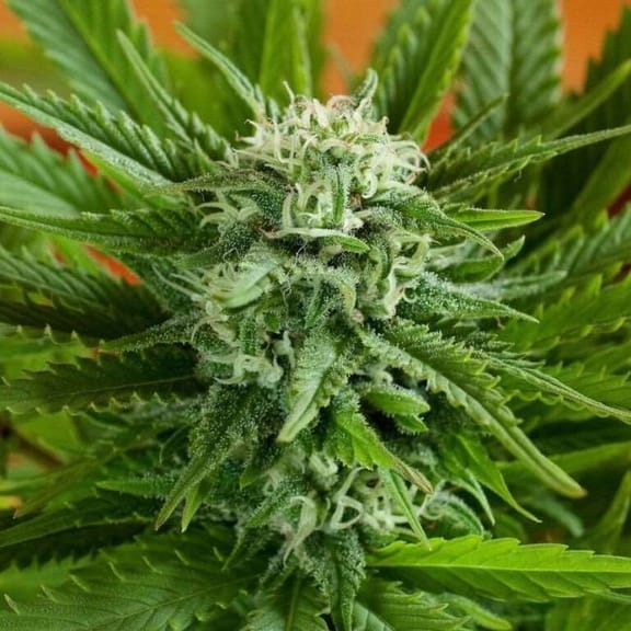 Pineapple Express Auto Feminised Seeds - 5-G13L-AUPE-FEM-5
