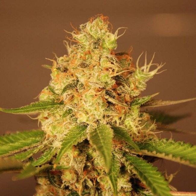 Diesel Auto Feminised Seeds - 5-G13L-AUDSL-FEM-5