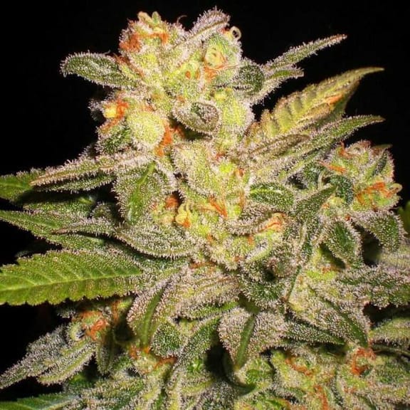 NL Auto Feminised Seeds - 5-G13L-AUNL-FEM-5