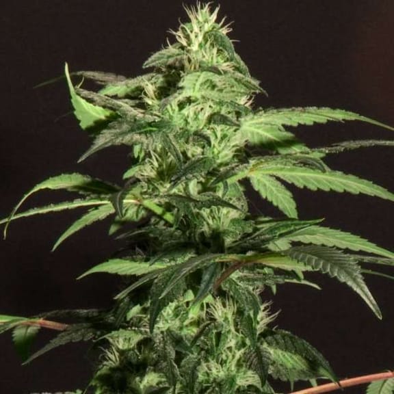 BC Jack Herer Feminised Seeds - 6-BCBD-BCJH-FEM-6