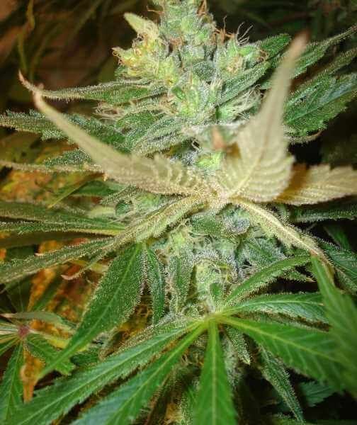Strawberry Cough Feminised Seeds - 6-BCBD-STRAW-FEM-6