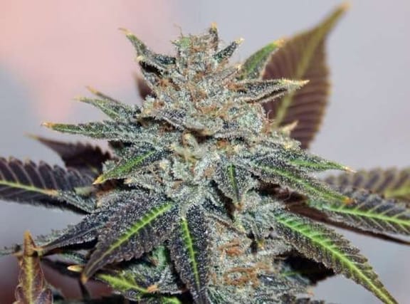 Night Nurse Regular Seeds - 12-BCBD-NN-REG-12