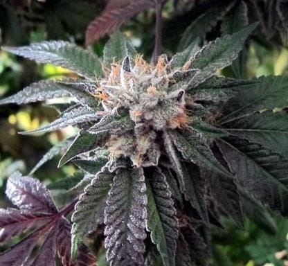 Shiatsu Kush Regular Seeds - 12-BCBD-SHKUSH-REG-12
