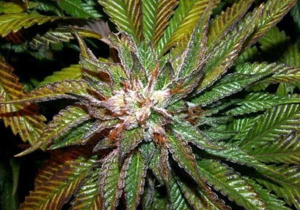 Shiatsu Kush Regular Seeds - 12-BCBD-SHKUSH-REG-12