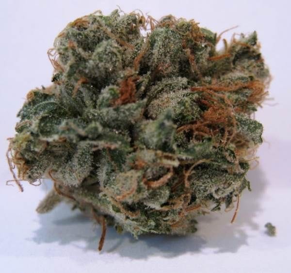 707 Headband Regular Seeds - 12-BCBD-707-REG-12