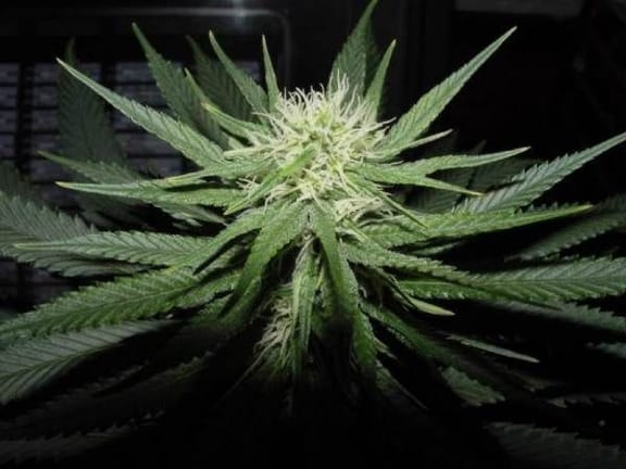 Sweet God Regular Seeds - 12-BCBD-SWGOD-REG-12