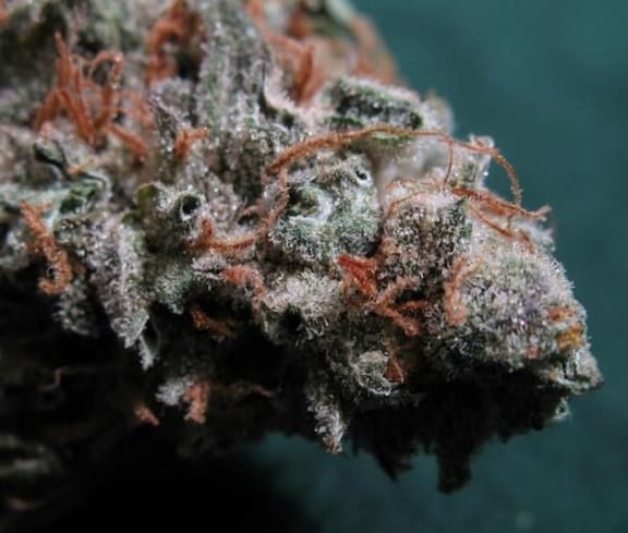 Sweet God Regular Seeds - 12-BCBD-SWGOD-REG-12