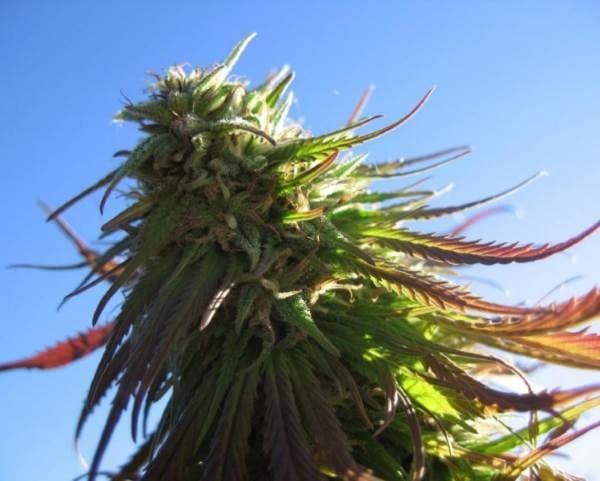 Texada Timewarp Regular Seeds - 12-BCBD-TTW-REG-12