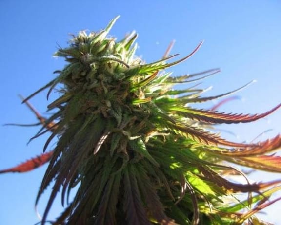 Texada Timewarp Regular Seeds - 12-BCBD-TTW-REG-12