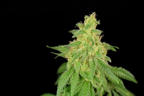 Rene CBD Feminised Seeds - 6-HOGG-CBDREN-FEM-6