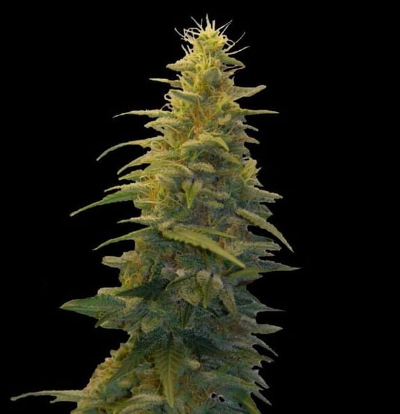 Blueberry Gum #2 Feminised Seeds - 5-G13L-BLGM2-FEM-5