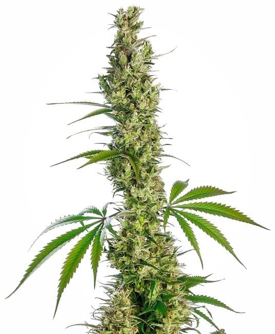 Eagle Bill Regular Seeds - 10-SEN-EB-10