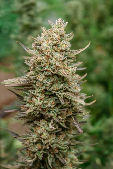 Top Gun Auto Feminised Seeds-ATL-TOP-AUTO-FEM