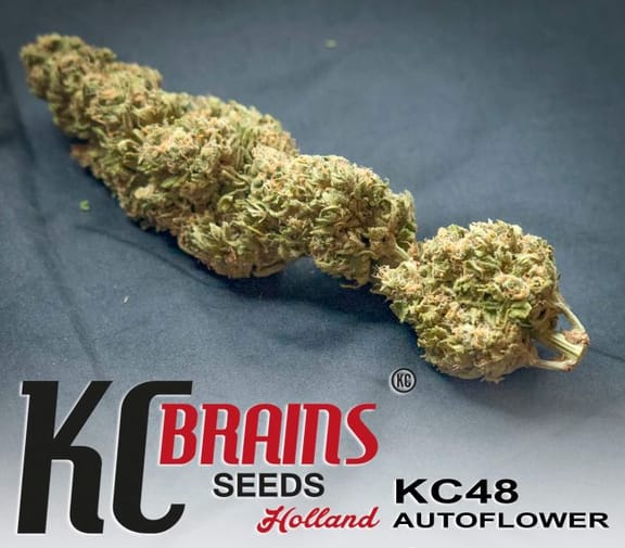 KC 48 Auto Feminised Seeds - 5-KC-SKCF050027-F5