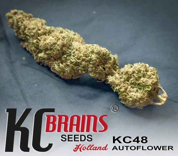 KC 48 Auto Feminised Seeds - 5-KC-SKCF050027-F5