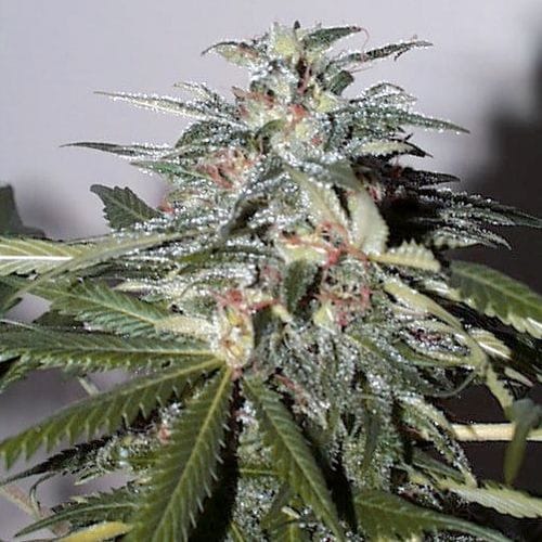 KC 51 Auto Feminised Seeds - 5-KC-SKCF050028-F5