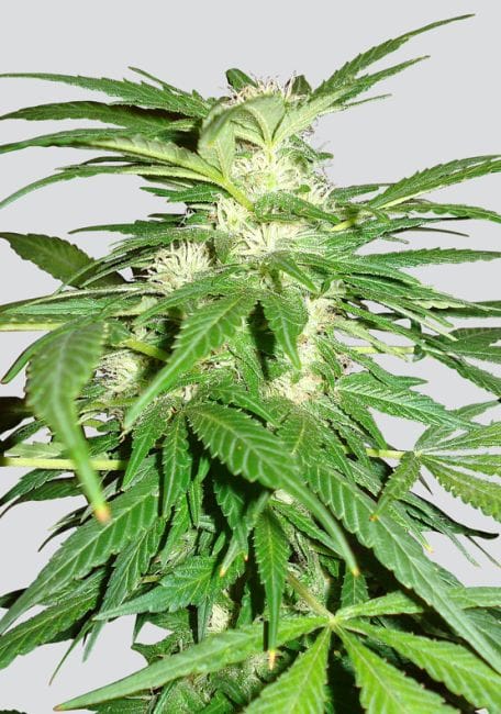 Aurora Indica Regular Seeds - 10-NV-AI-REG
