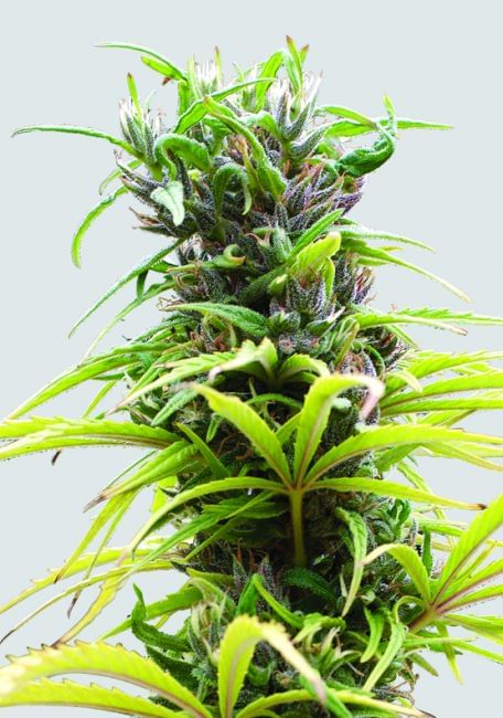 Hawaii Maui Waui Regular Seeds - 10-NV-HMW-REG