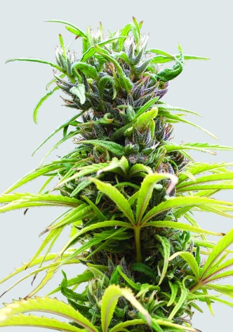 Hawaii Maui Waui Regular Seeds - 10-NV-HMW-REG