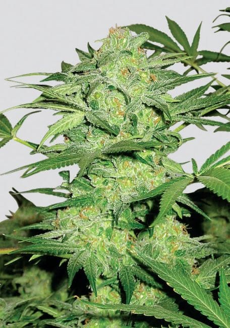 Northern Light Regular Seeds - 10-NV-NL-REG